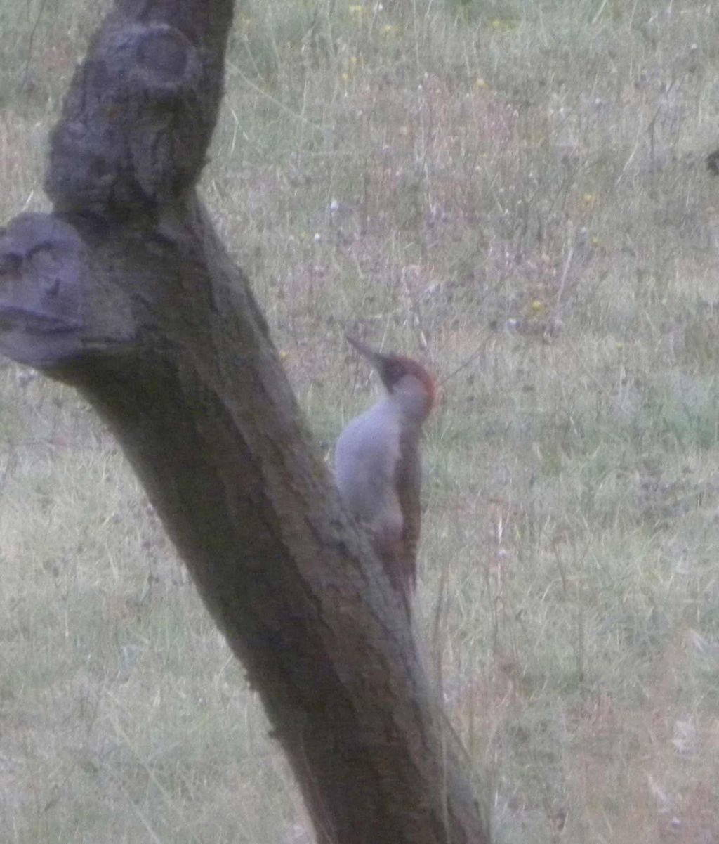 quale Picchio? Picchio verde